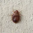 A bed bug on a pale concrete surface